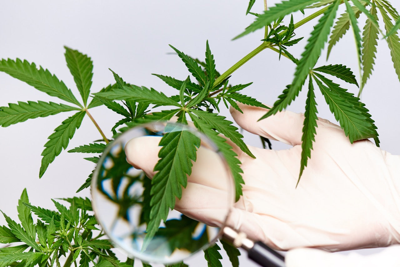 Testing the Potency of Cannabis Flower: A Step-by-Step Guide Using HPLC