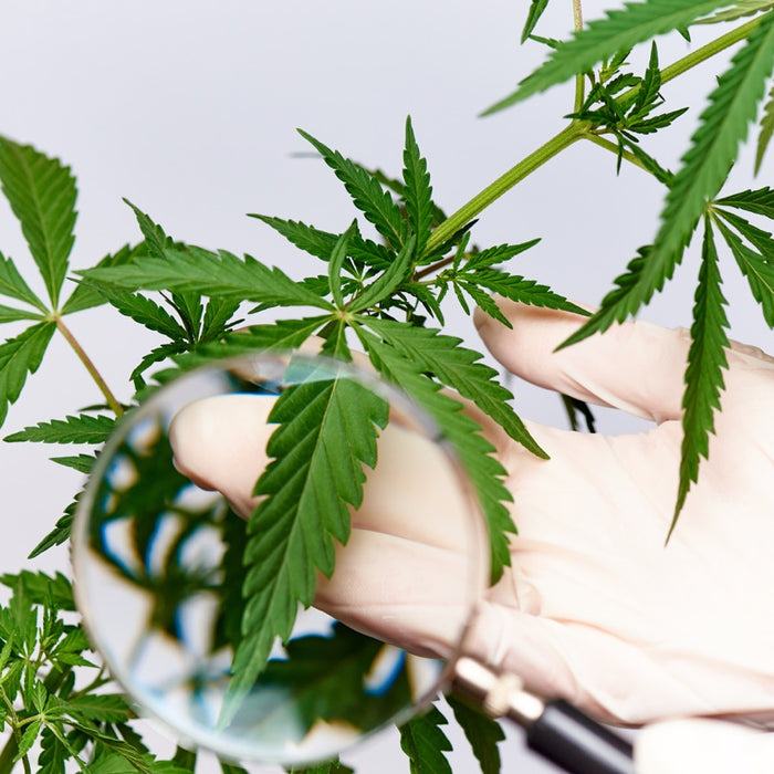 Testing the Potency of Cannabis Flower: A Step-by-Step Guide Using HPLC