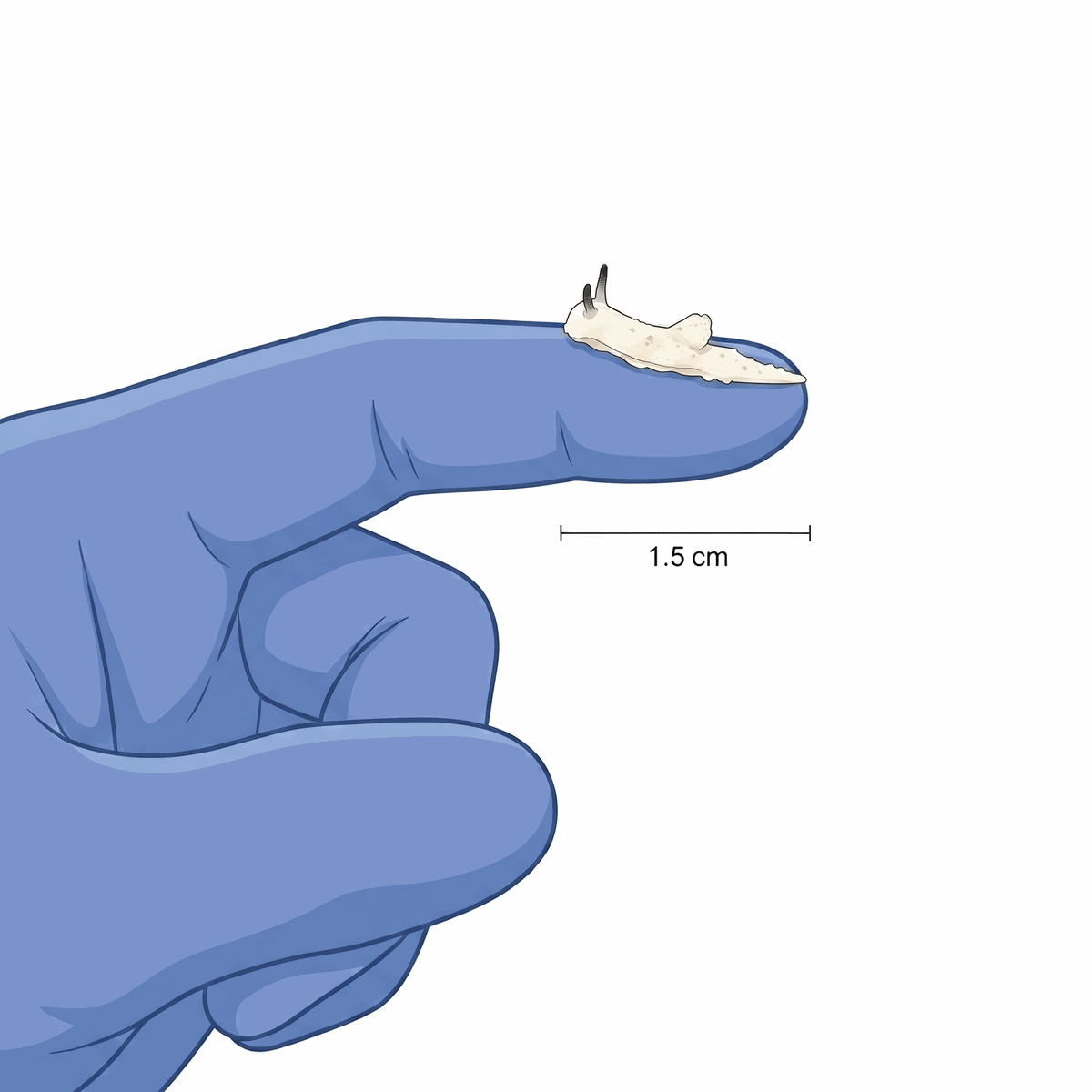 Aegires hapsis next to nitrile gloves