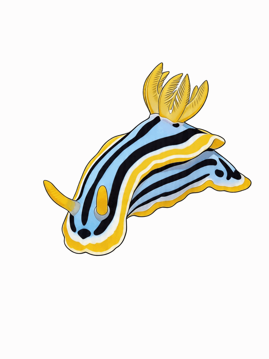 Chromodoris annae