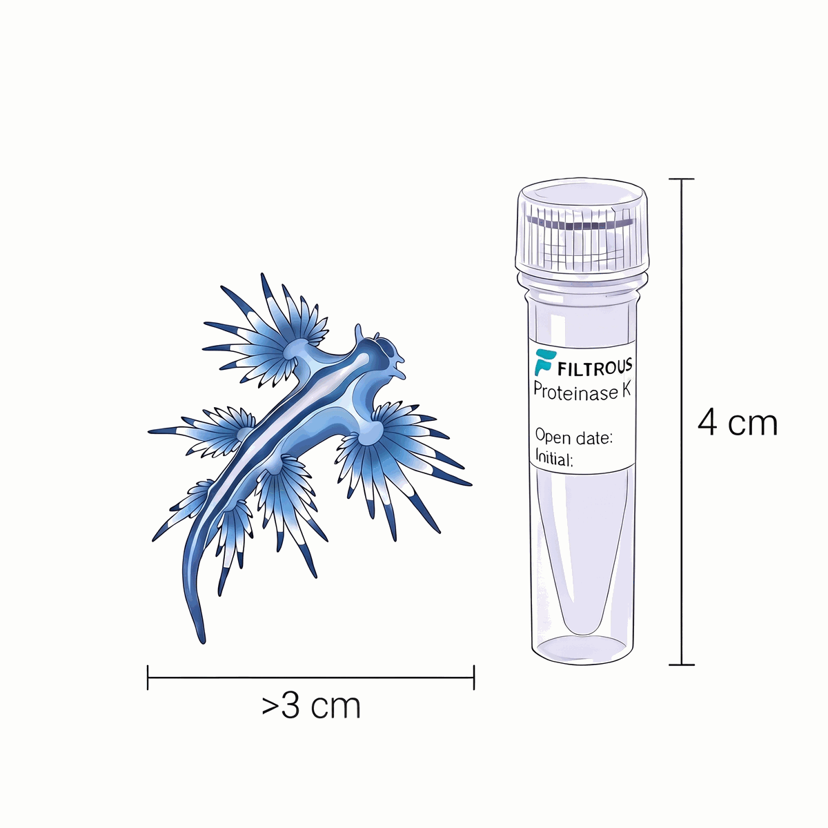 Glaucus atlanticus next to an extraction kit