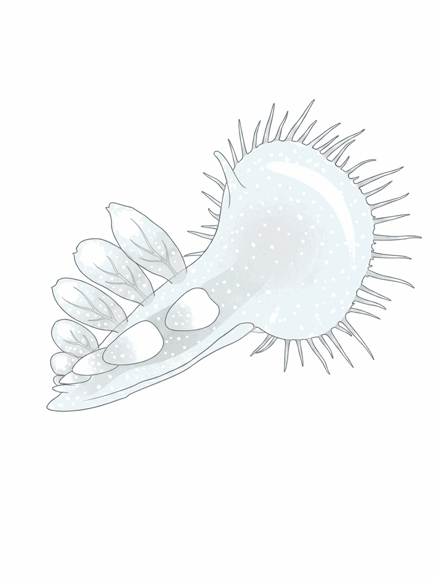Melibe leonina