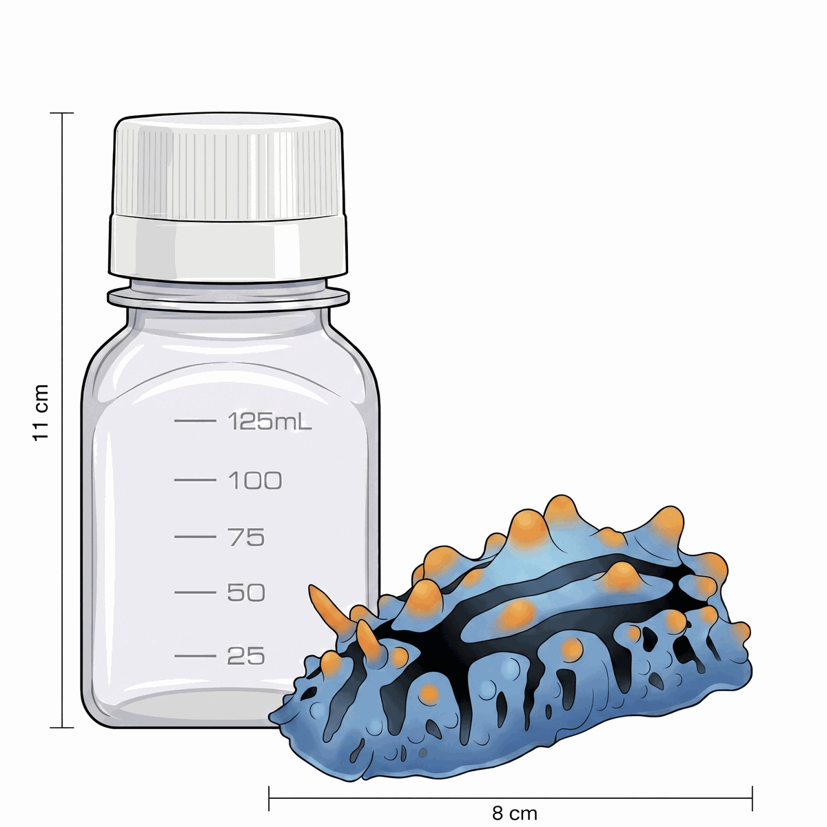 Phyllidia varicosa next to a bottle of ethanol