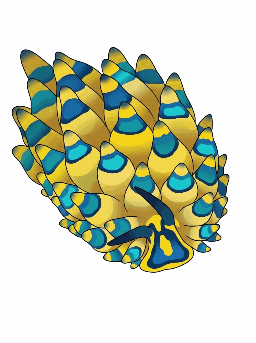 Stiliger ornatus