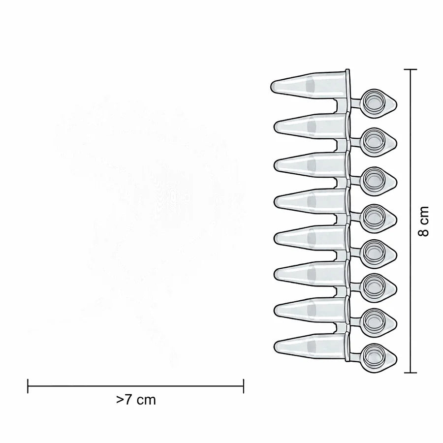 Pteraeolidia ianthina drawn to scale beside a Filtrous part
